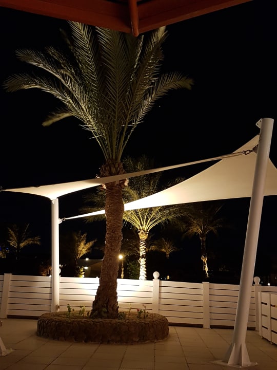 Gartenanlage Desert Rose