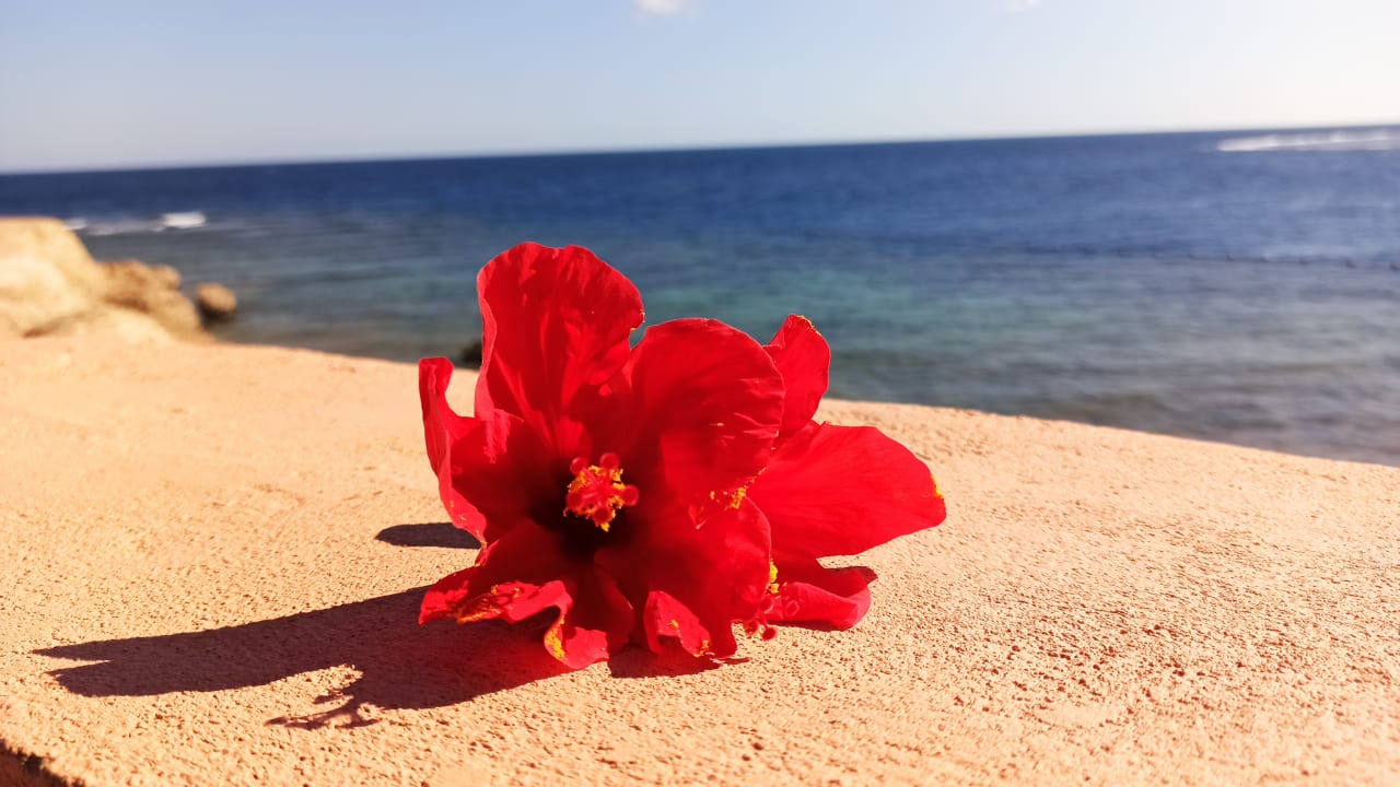 Sonstiges Steigenberger Coraya Beach - Adults only