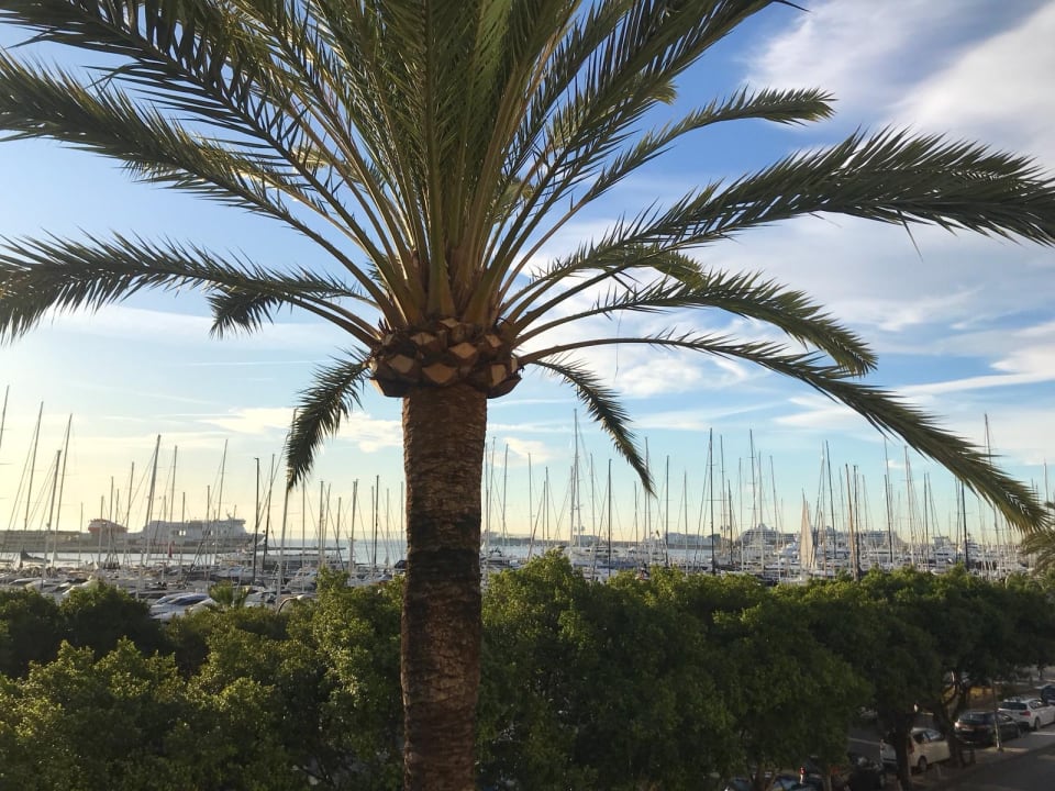 Ausblick Melia Palma Marina