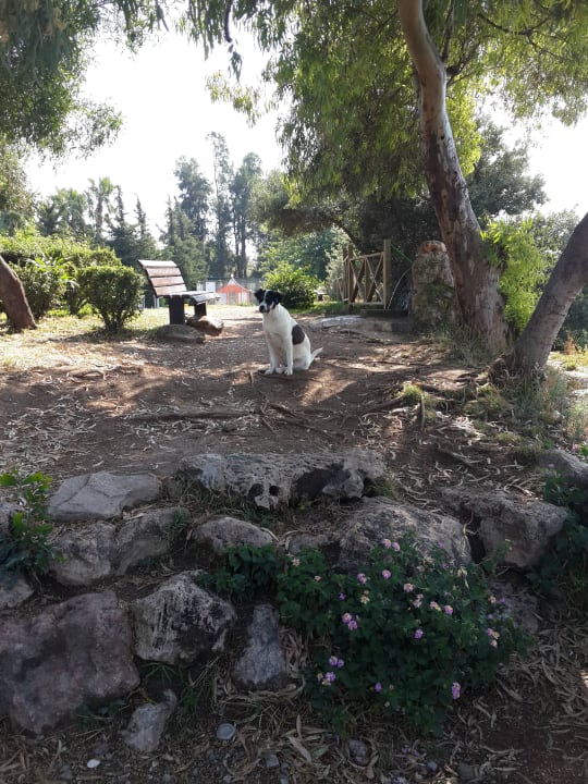 У заднего входа в отель (дорога на море) Hotel Özkaymak Falez