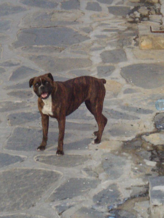 Zeyna Comca -Maskottchen Comca Manzara