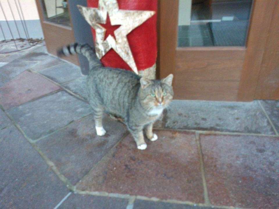 Die Hotelmiez? Hotel Anita