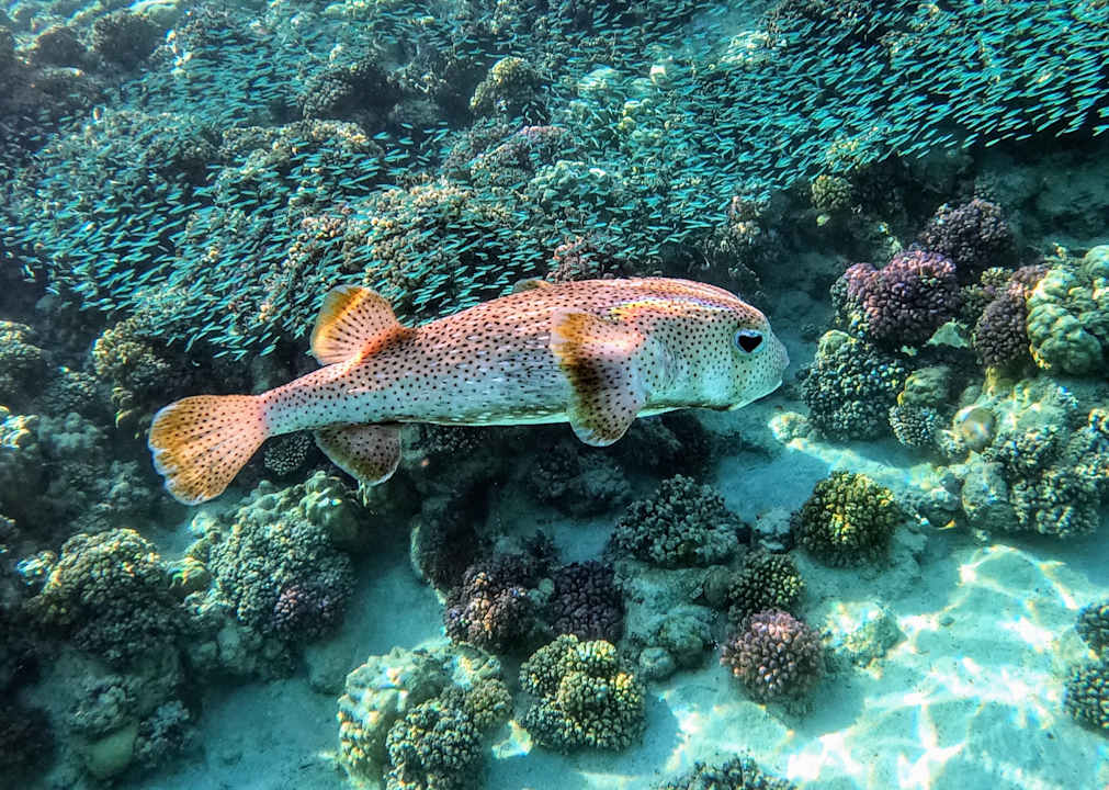 Sport & Freizeit Mövenpick Resort El Quseir