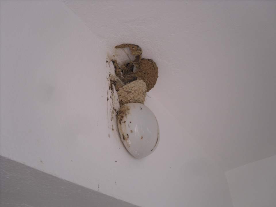 Nest auf dem Balkon Movie Gate Miramar