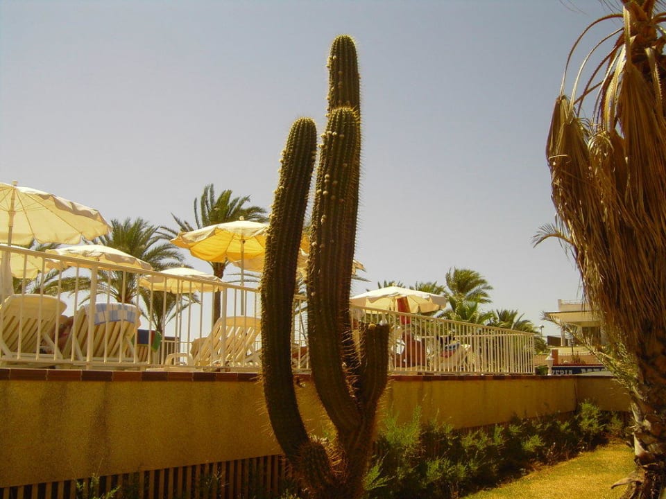 Die Sonnenterrasse Hotel Riu San Francisco - Adults only