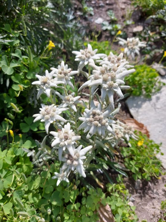 Gartenanlage Alpen Resort Hotel