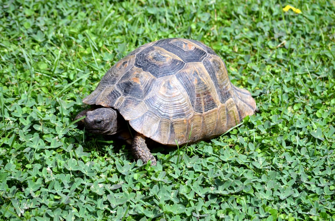 Schildgröten kreuzen den Weg Megasaray Club Belek