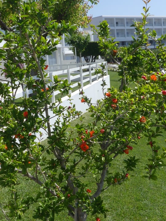 Gartenanlage Dimitra Beach Hotel & Suites