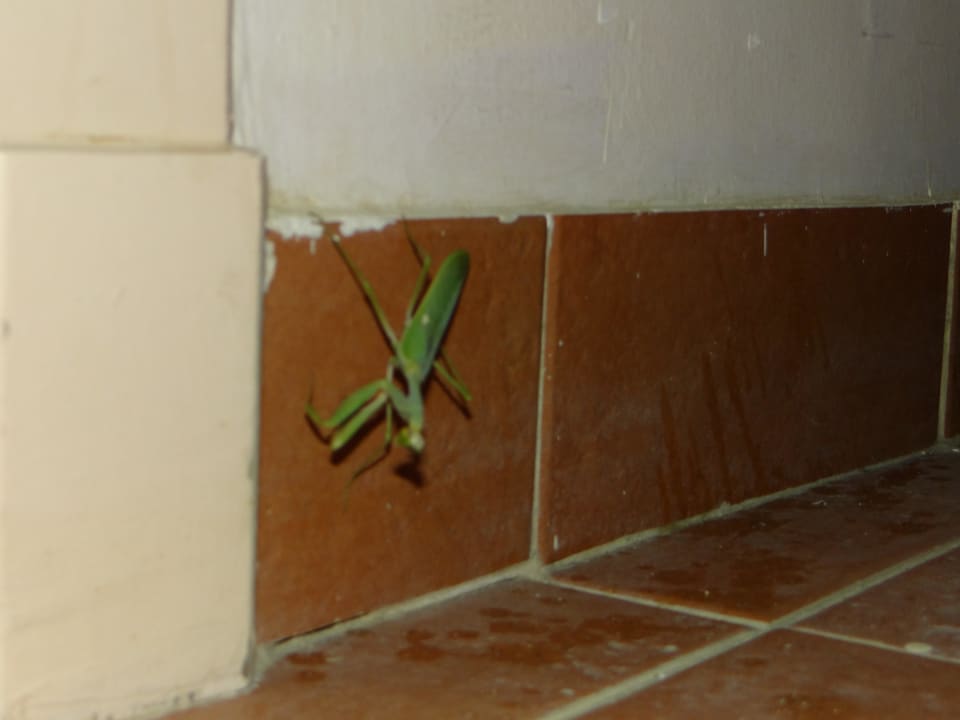 Brud i niechciani lokatorzy Brayka Bay Resort