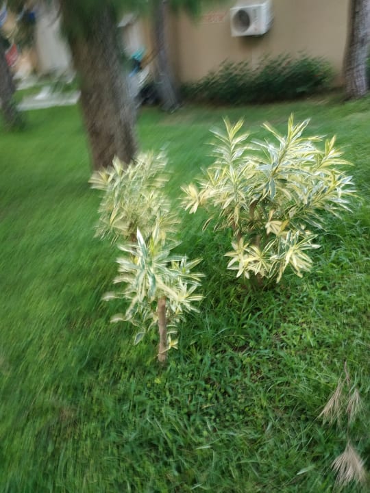 Gartenanlage Club Sidelya Hotel