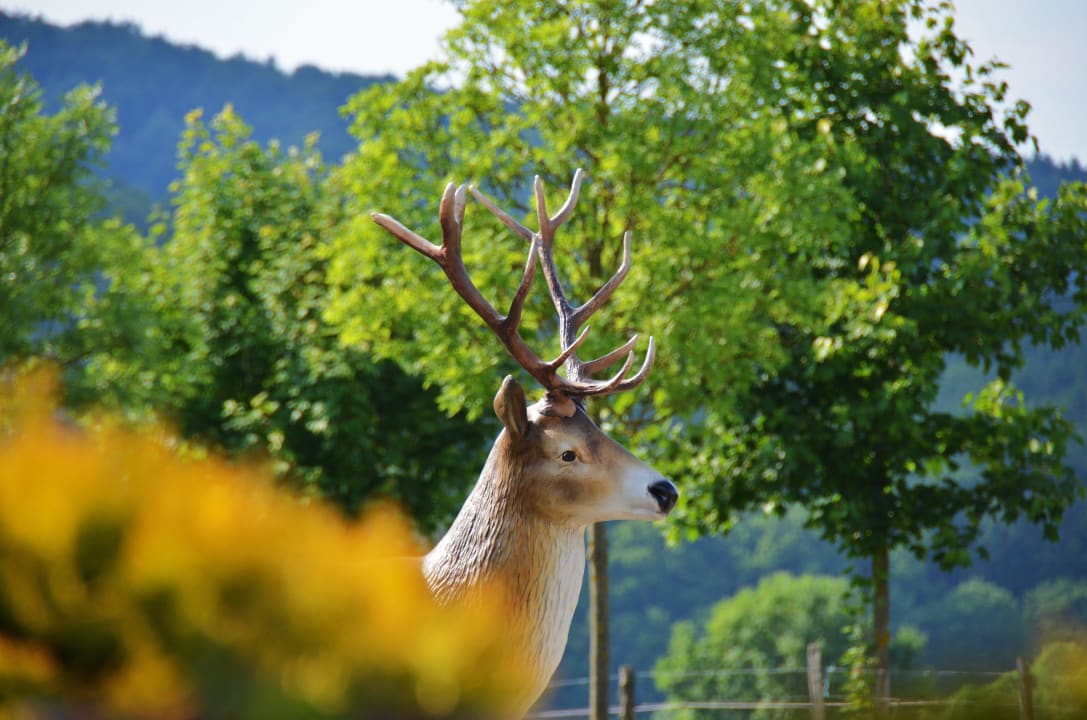 Das kleine Wahrzeichen, der Hirsch Waldhotel Dornröschenshöh