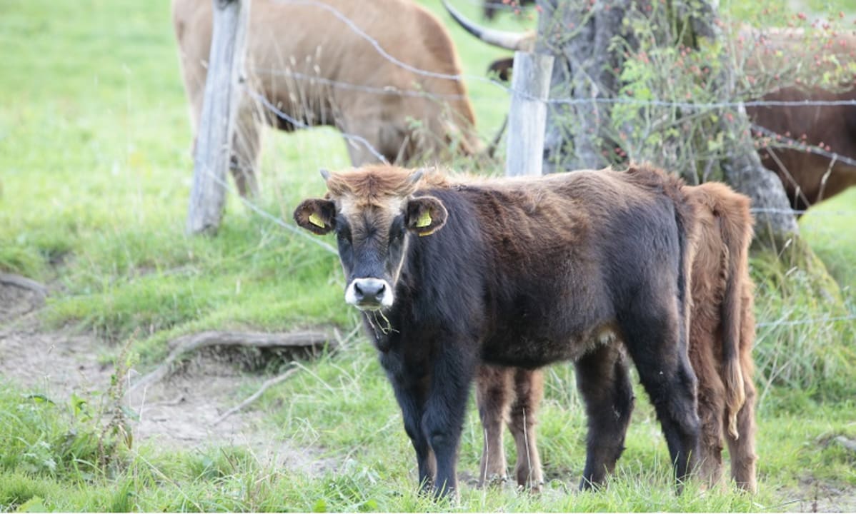 Sonstiges Hofgut Ratzenberg