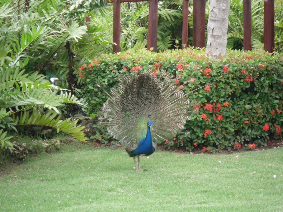 Zuchause Grand Palladium Select Bávaro Resort & Spa