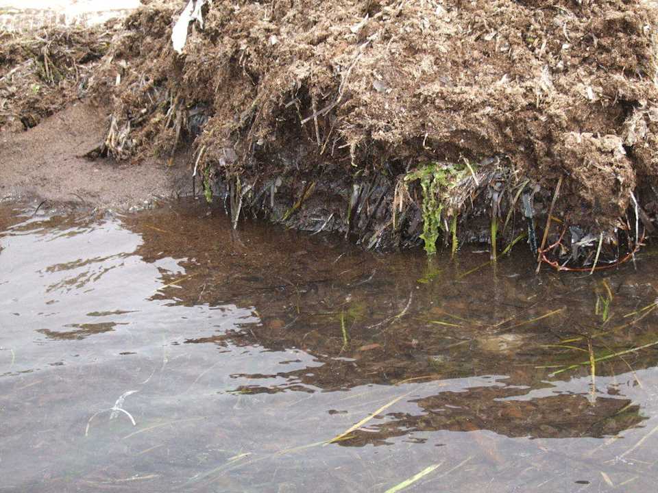 Algen Hotel Rosa Beach