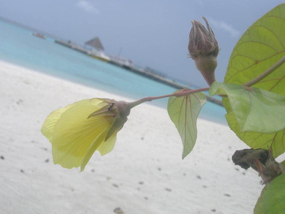 Blick vom Bungalow Summer Island Maldives