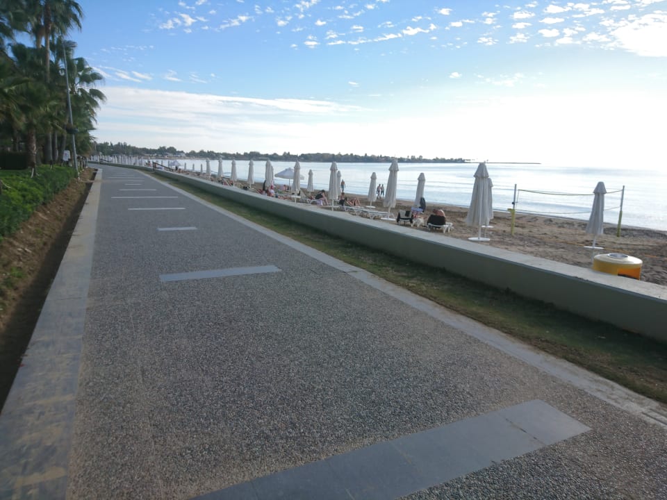 Strand Acanthus Cennet Barut Collection