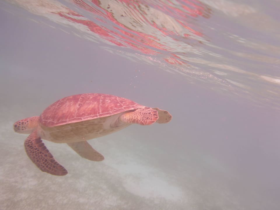 Schildkröte Kuredu Island Resort & Spa