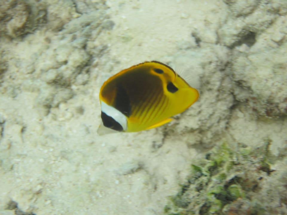 Falterfisch Adaaran Select Hudhuran Fushi - Premium All Inclusive