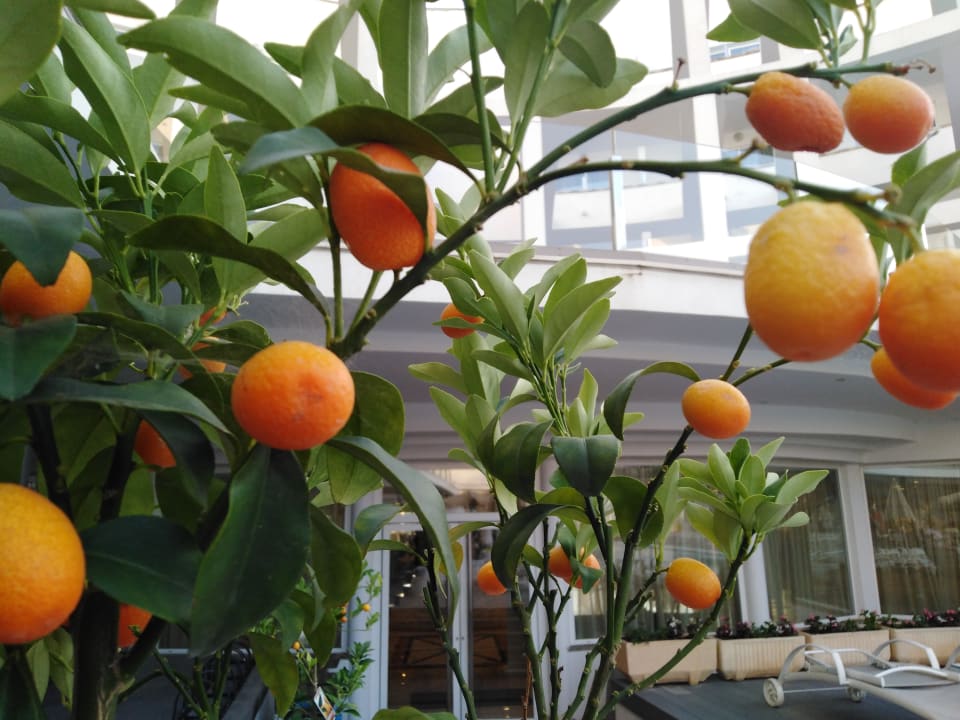 Pool Grupotel Acapulco Playa - Adults Only