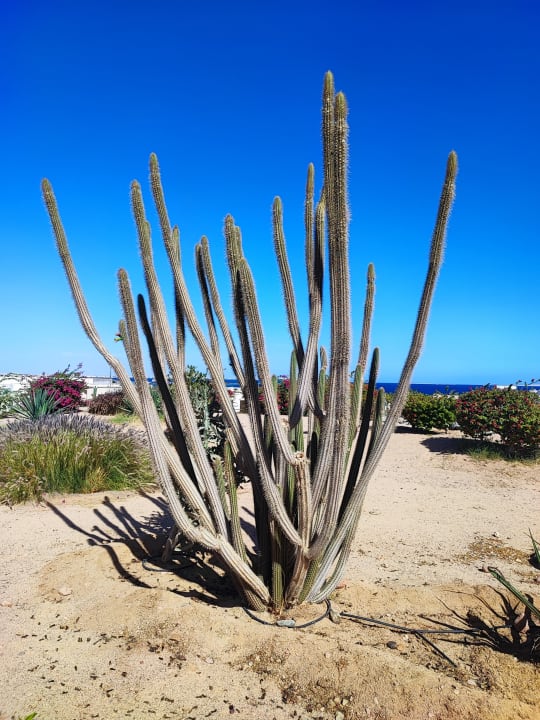 Gartenanlage Hurghada Long Beach Resort