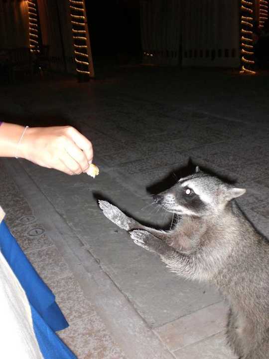 Süßer Besucher abends am Strand Grand Palladium Select White Sand Resort & Spa