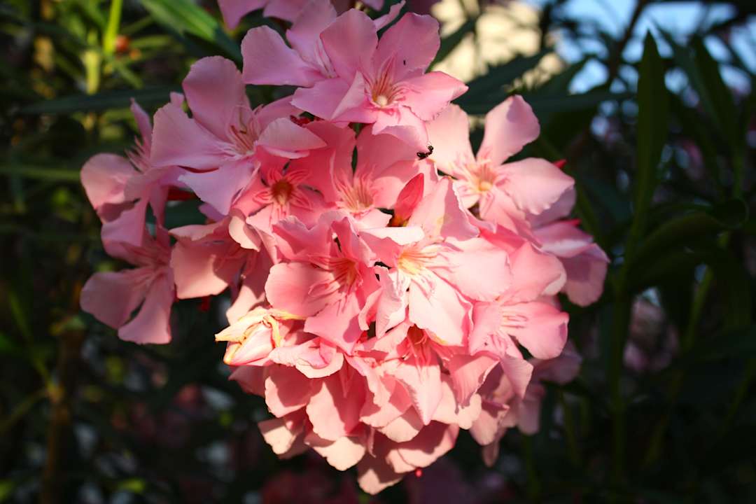 Oleander Vivosa Apulia Resort