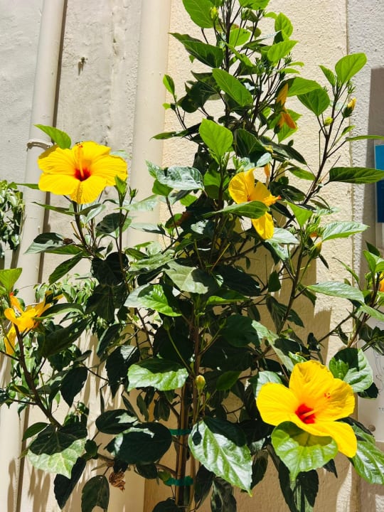 Gartenanlage Anemos Luxury Grand Resort