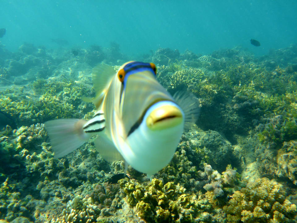Strand Pickalbatros Alf Leila Wa Leila Resort - Neverland Hurghada