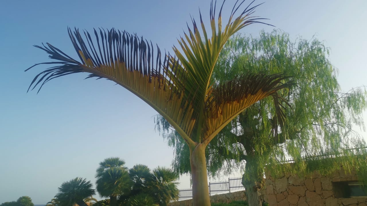 Ausblick R2 Pajara Beach