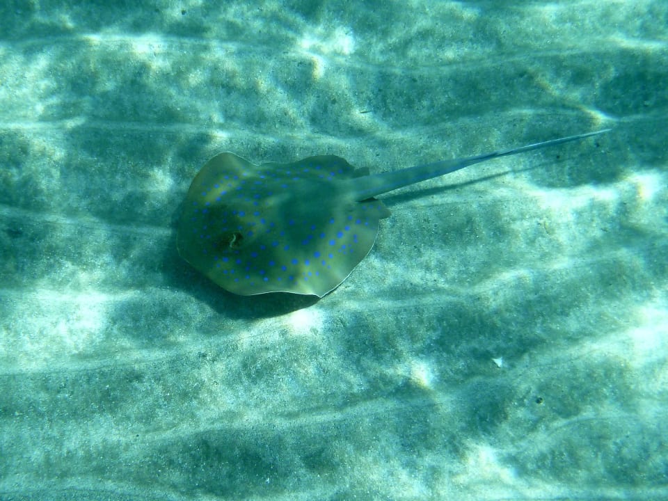 Sport & Freizeit Malikia Resort Abu Dabbab