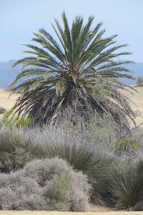 Strand Hotel Riu Gran Canaria