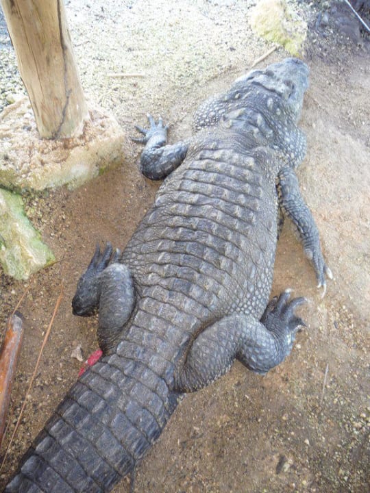 Krokodil Grand Palladium Select White Sand Resort & Spa