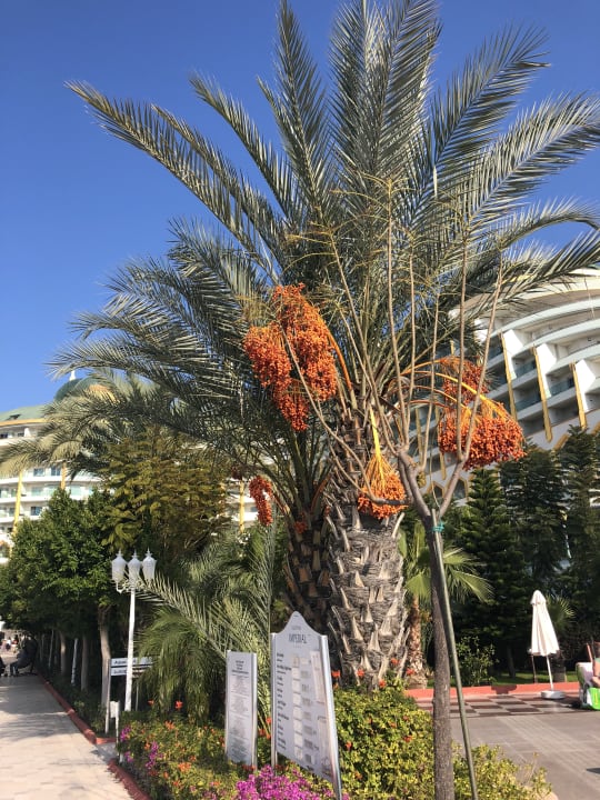 Gartenanlage Hotel Delphin Imperial