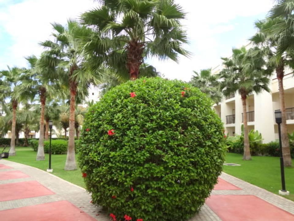 Gepflegter Garten Hotel Riu Karamboa