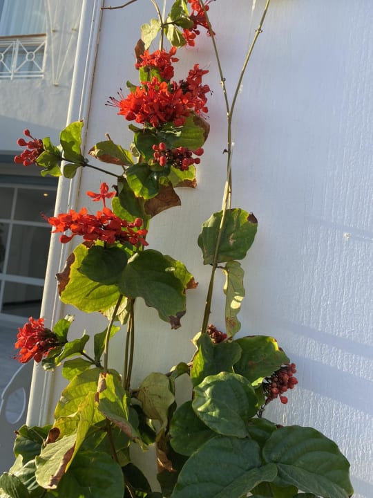 Gartenanlage Desert Rose