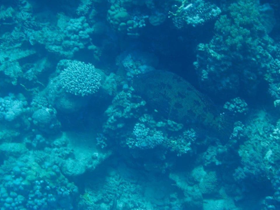 Schnorcheln am Hausriff Malikia Resort Abu Dabbab