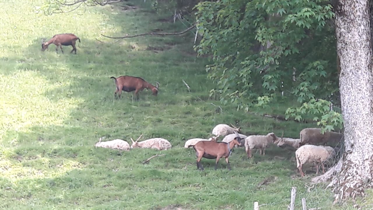 Außenansicht Bauernhof Haus Waldesruh
