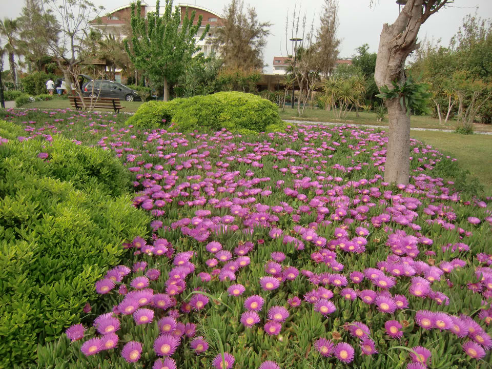 Gartenanlage Sentido Trendy Verbena Beach
