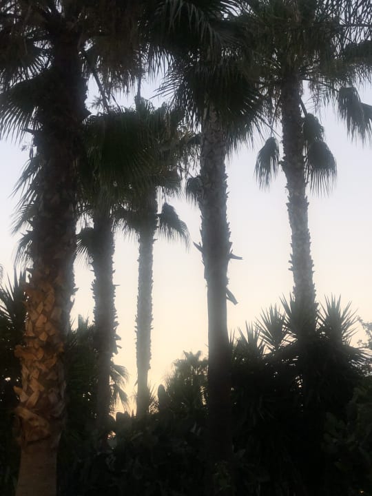 Gartenanlage Arycanda Kirman Premium