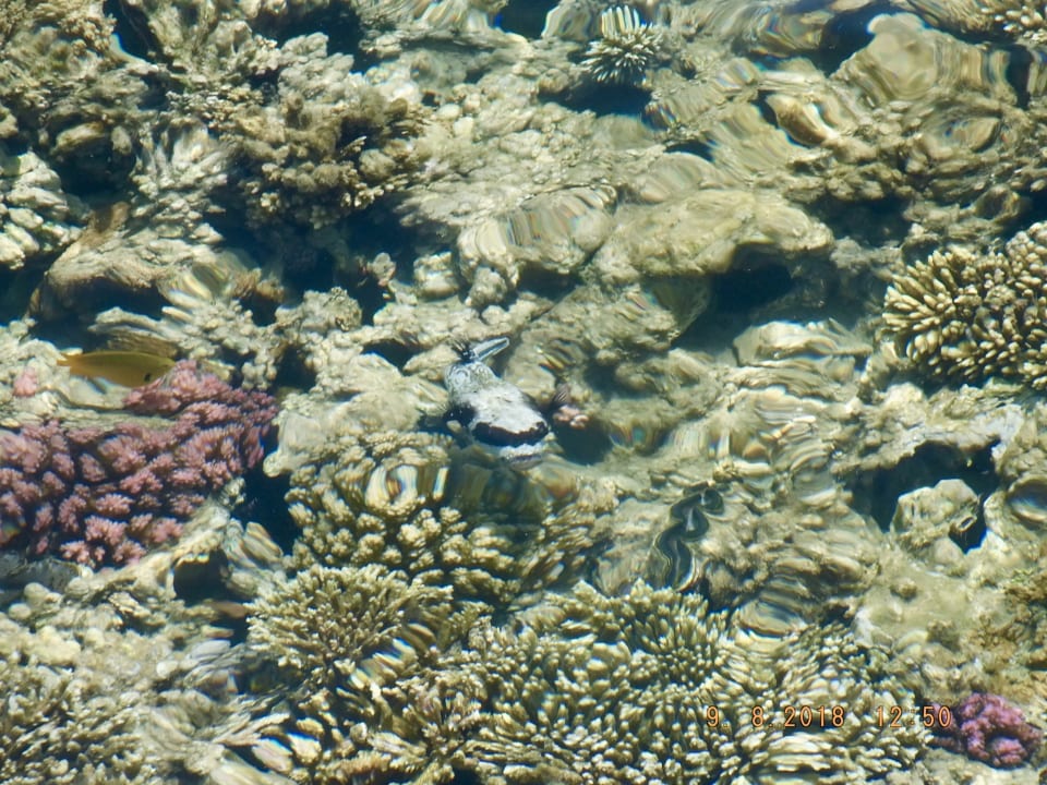 Strand Cleopatra Luxury Resort Makadi Bay