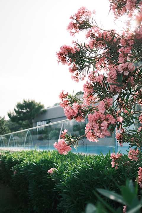 Gartenanlage TUI BLUE Seno - Adults Only