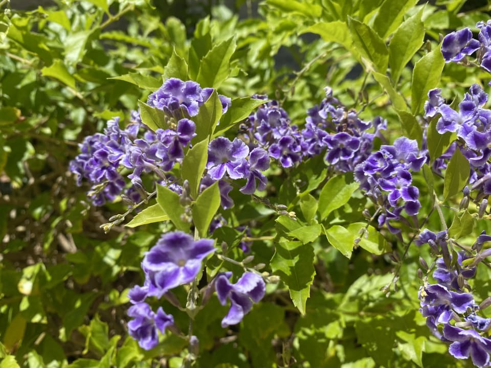 Gartenanlage Hotel Riu Gran Canaria