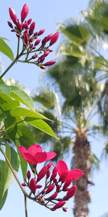 Gartenanlage Arum Barut Collection