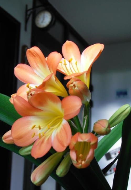 Inside Pension Arabela