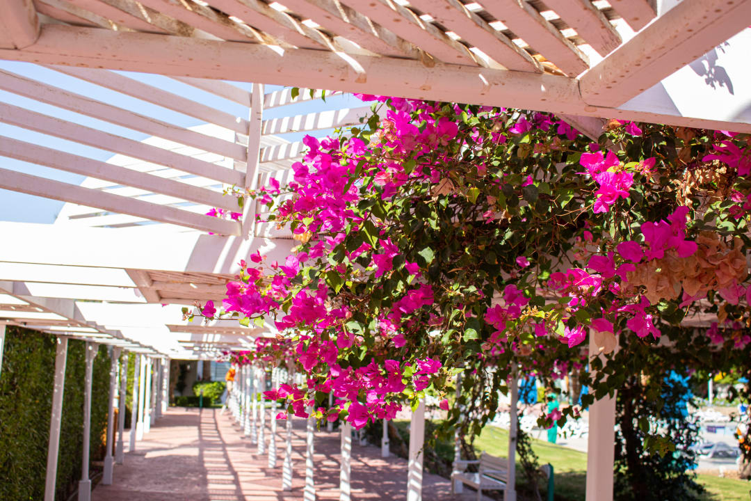 Gartenanlage Desert Rose