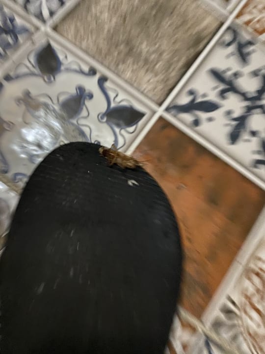 Zimmer Club Hotel Anjeliq