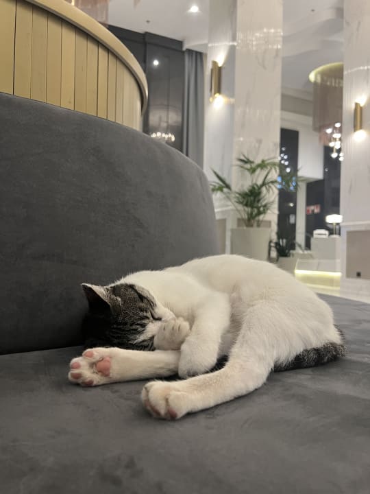 Sonstiges Hotel Riu Palace Maspalomas Adults Only