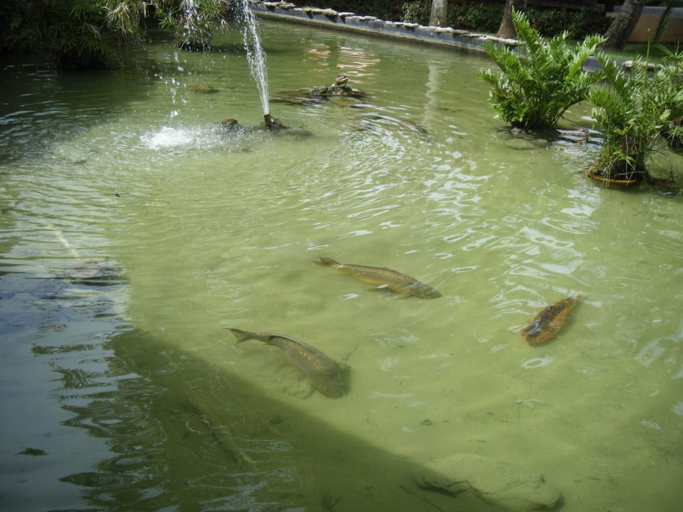 Fischteich Grand Palladium Select Bávaro Resort & Spa