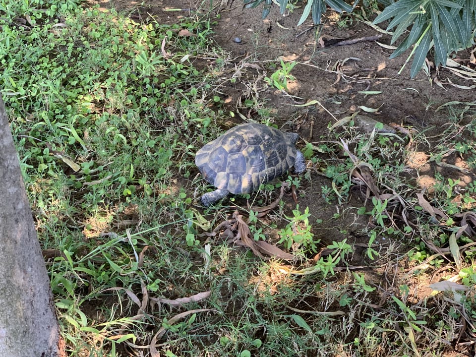 Gartenanlage Xanadu Resort Hotel