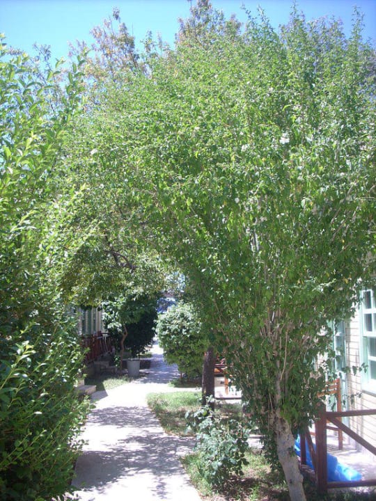 Gartenanlage Hotel Andiz Beach